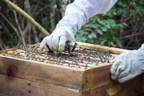 Apicoltore che prende la struttura di favi con api — Foto stock