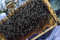 Пчеловод держит раму из сотов с пчелами — стоковое фото