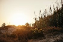 Вид на рослини в теплому світлі заходу сонця — стокове фото