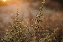 Blick auf Pflanzen im warmen Sonnenuntergang — Stockfoto