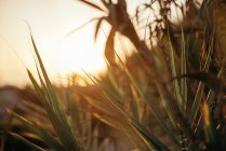 Feuilles de palmier dans la lumière chaude du coucher du soleil — Photo de stock