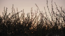 Silhouette Pflanzenstämme, natürlicher Hintergrund — Stockfoto