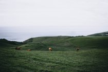 Mucche al pascolo su verdi colline al mare — Foto stock