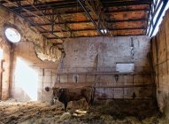 Vache brune solitaire debout dans une grange en pierre altérée avec des murs détruits et du vieux foin — Photo de stock