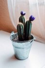 From above evergreen prickly houseplant with violet flowers potted in small metal bucket on white table against white transparent curtain near window at home — Stock Photo
