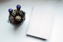 From above evergreen prickly potted flowers in composition with book on white table in light modern office — Stock Photo