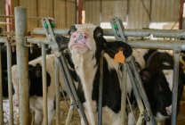 Стадо домашніх корів, що стоять у притулку — стокове фото