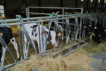 Gruppo di mucche domestiche in piedi dietro recinzione metallica in stalla nel moderno fienile di mucca e mangiare fieno fresco — Foto stock