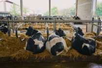 Стадо домашних коров, стоящих в стойле — стоковое фото
