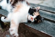 White local cat with black and red spots lying on wooden street bench and lazily stretching while looking at camera with smart look in Turkey in Istanbul — Stock Photo