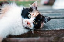 Gato local blanco con manchas negras y rojas tumbado en un banco de madera y estirándose perezosamente mientras mira la cámara con aspecto inteligente en Turquía en Estambul - foto de stock