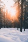 Живописный зимний пейзаж с солнцем, сияющим сквозь ветви сосен в зимнем лесу с белыми снежными заносами в сельской местности Финляндии — стоковое фото