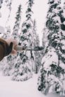 Mão masculina segurando faca profissional na floresta de inverno nevado — Fotografia de Stock