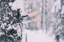 Пара професійних ножів, застрягли в стовбурі дерева в сніжному зимовому лісі — стокове фото