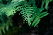 Primo piano colpo di foglie di felce verde lussureggiante — Foto stock