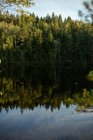 Живописный пейзаж спокойного озера в окружении зеленых деревьев, отражающихся в воде во время заката — стоковое фото