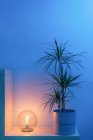 Маленька кругла настільна лампа освітлення і стоячи на дерев'яній полиці з кімнатною рослиною проти синьої стіни в затишній вітальні вдома під час сутінків — стокове фото