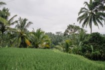 Herrliche Landschaft von Reisterrassen in feuchtem Klima an einem bewölkten Tag auf Bali — Stockfoto