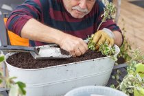 Gestutzter Rentner in Freizeitkleidung und Hut pflanzt Setzlinge in Topf, während er am Tisch im Garten neben dem Haus sitzt — Stockfoto