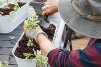 From above view of unrecognizable senior male pensioner in casual clothes and hat planting seedlings in pot while sitting at table in garden near house — Stock Photo