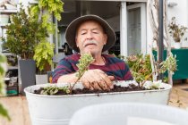 Старший чоловік-пенсіонер в повсякденному одязі і капелюсі посадить розсаду в горщику, сидячи за столом в саду біля будинку — стокове фото