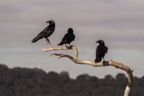 Baixo ângulo de rebanho de pássaros corvos pretos sentados no ramo seco e sem folhas da árvore contra o céu nublado no campo — Fotografia de Stock