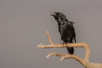 Черная ворона сидит на сухой лиственной ветви дерева против облачного неба в сельской местности — стоковое фото