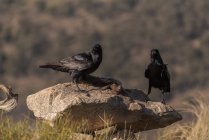 Ein Paar wilder schwarzer Raben sitzt an sonnigen Tagen auf einem Stein im Feld — Stockfoto