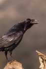 Pássaro corvo preto sentado no ramo seco e sem folhas da árvore contra o céu nublado no campo — Fotografia de Stock
