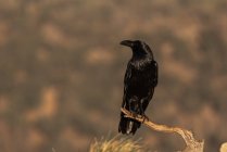 Pájaro cuervo negro sentado en la rama seca sin hojas del árbol contra el cielo nublado en el campo - foto de stock