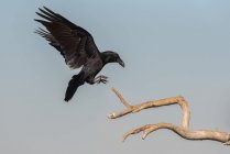 Niedriger Winkel wilder schwarzer Rabe fliegt über trockenen Ast gegen grauen Himmel — Stockfoto