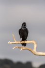 Oiseau corbeau noir assis sur une branche sèche d'arbre sans feuilles contre un ciel nuageux à la campagne — Photo de stock