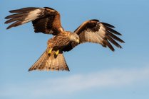 Von unten fliegen wilde Falken in den blauen Himmel und jagen an sonnigen Tagen in der Natur — Stockfoto
