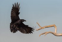 Baixo ângulo de corvo preto selvagem voando sobre galho de árvore seca contra o céu cinza — Fotografia de Stock