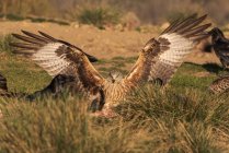 Дикий ястреб приземляется на травянистой земле рядом с воронами во время охоты в солнечный день на природе — стоковое фото