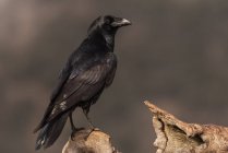 Чорний ворон птах, що сидить на сухій гілці дерева проти хмарного неба в сільській місцевості — стокове фото