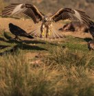 Дикий ястреб приземляется на травянистой земле рядом с воронами во время охоты в солнечный день на природе — стоковое фото