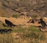 Falco selvatico atterraggio su terreno erboso vicino corvi durante la caccia nella giornata di sole in natura — Foto stock