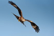 D'en bas, faucon sauvage volant dans le ciel bleu et chassant par une journée ensoleillée dans la nature — Photo de stock
