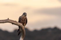Falco selvatico seduto su ramo d'albero intemperie su sfondo sfocato di cielo al tramonto in natura — Foto stock