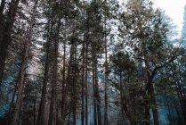 Vue en angle bas de grands séquoias à feuilles persistantes dans les bois brumeux du parc national Yosemite en Californie — Photo de stock