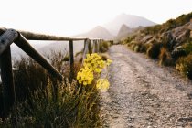Жовті квіти, що ростуть поблизу вузької ґрунтової стежки з дерев'яним парканом, що веде вздовж гірської місцевості в туманний день в сільській місцевості — стокове фото