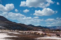 Rebanho de ovelhas pastando no vale do planalto coberto de neve no dia ensolarado em Marrocos — Fotografia de Stock