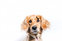 Niedriger Winkel des niedlichen gesunden reinrassigen Hundes fängt fliegenden Snack, während er gegen weiße Wand sitzt — Stockfoto