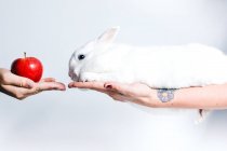 Cultivo irreconocible persona dando manzana roja a lindo conejo blanco sentado en la mano femenina - foto de stock