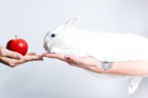Crop unrecognizable person giving red apple to cute white rabbit sitting on female hand — Stock Photo