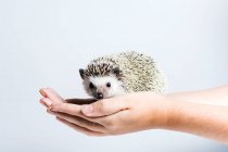 Side view of crop anonymous person holding cute little hedgehog in hands against white background — Stock Photo