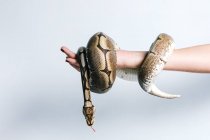 Vista lateral de una hembra anónima con serpiente pitón envuelta alrededor del brazo sobre fondo blanco - foto de stock