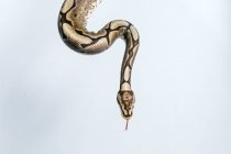 Serpente envolto em torno da parede branca — Fotografia de Stock