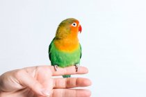 Crop femmina anonima tenendo carino piccolo pappagallo piccioncino colorato contro sfondo bianco — Foto stock